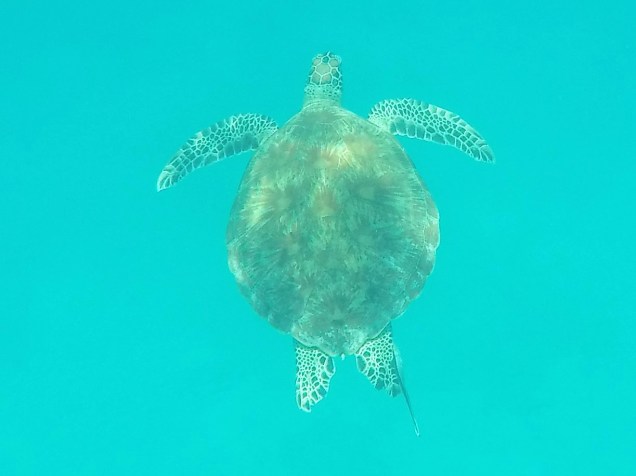 DCIM100GOPROG0010273.